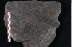 Foto (Detailansicht) von Calamites communis Ettingshausen (NHMW-GEO-2024-0188-10978)